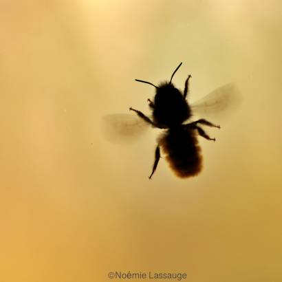 Festival Ventoux Saveurs : Pollinisation et dérèglement climatique - Le rôle des abeilles sauvages