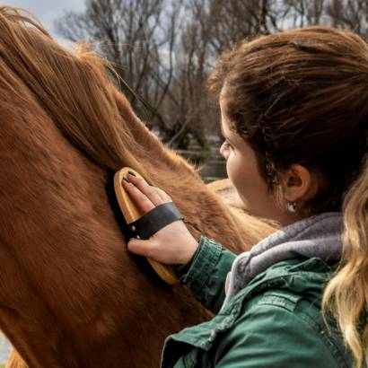 Poneys de Delphine dans la ville