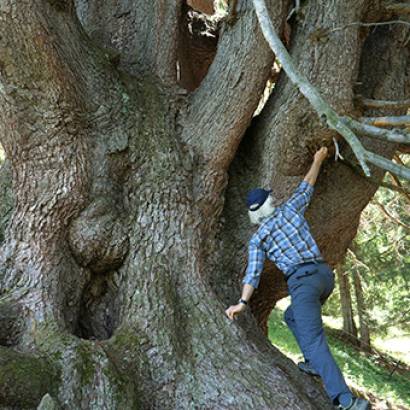 La puissance de l'arbre