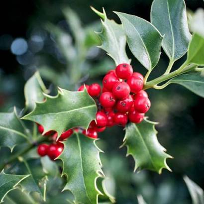 Conférence : Les plantes de Noël