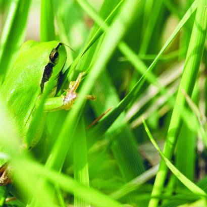 Rendez-vous avec les amphibiens de l