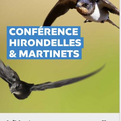 Conférence hirondelles et martinets Le 23 janv 2025