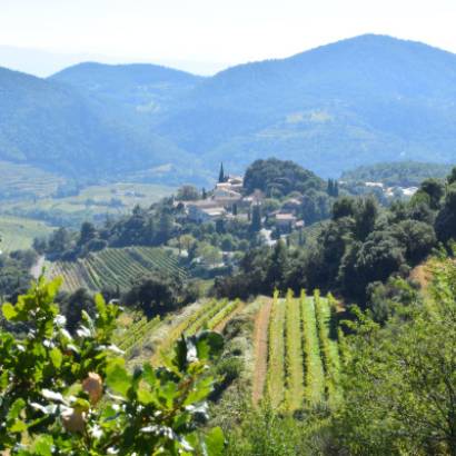A Tour of Grape Varieties with Gigondas LaCave