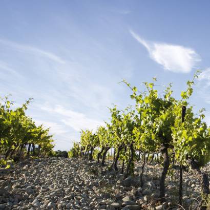Vignobles la Florane et l’Echevin