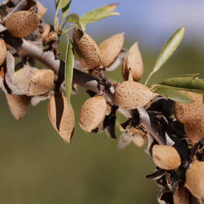 La visite des champs de la nougaterie Silvain