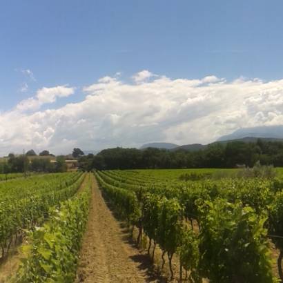 Gourmet vineyard tour - Domaine Terre de Gaulhem