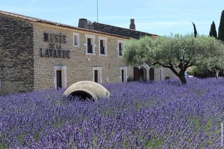 Luberon Lavender Museum