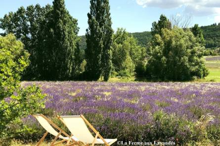 Lavender Farm and Lavender Conservation Garden