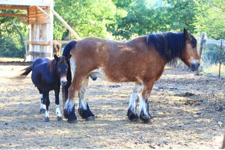 Ferme équestre de Joucas