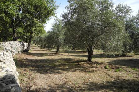 Domaine Oléicole de Belugue / Dominique ROCHER