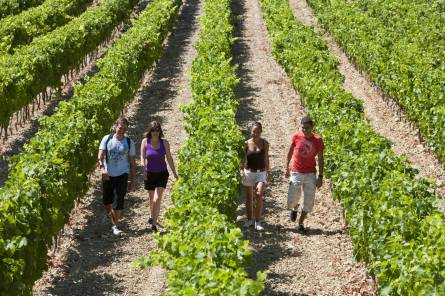 Winegrower's trail at the Caveau de Beaumont du Ventoux