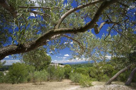 Yoga sur la colline des Mourgues